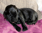 Miss Yellow 16 dagen oud